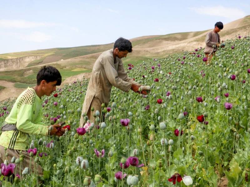 Afghan farmers taking heavy hit from opium poppy ban: UN