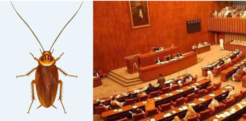 Cockroach found crawling in PPP Senator's plate during Senate body meeting