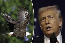 Trump gets wrong country, wrong bird in windmill rant