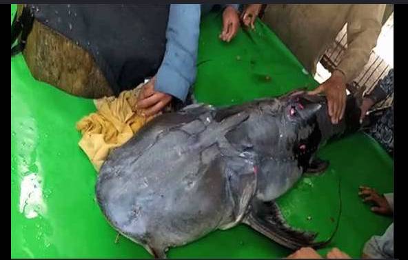 Man catches 65kg fish in Narowal, offers to sell for Rs100,000