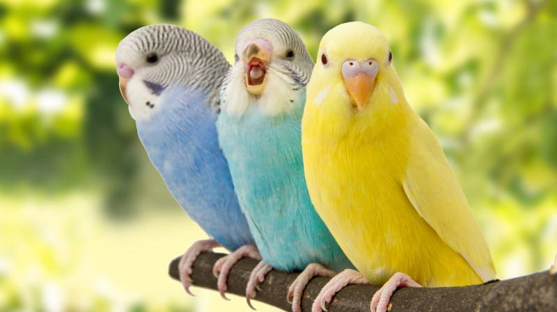 Punjab sets January 5 final deadline for Parrot Registration