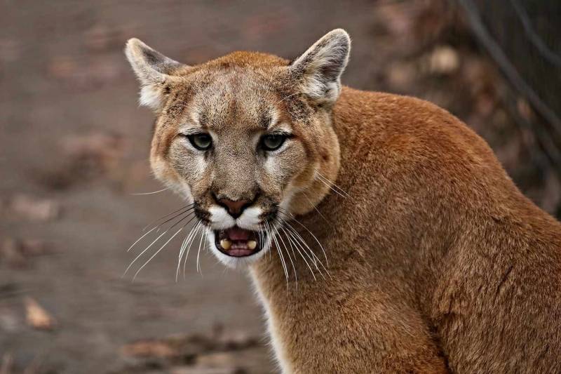 US woman killed in rare suspected mountain lion attack