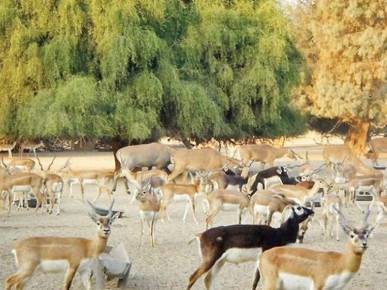 Punjab to establish 43 wildlife protection centres to boost conservation
