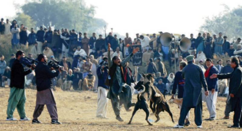 Dogfight triggers owners' fight in Chunian