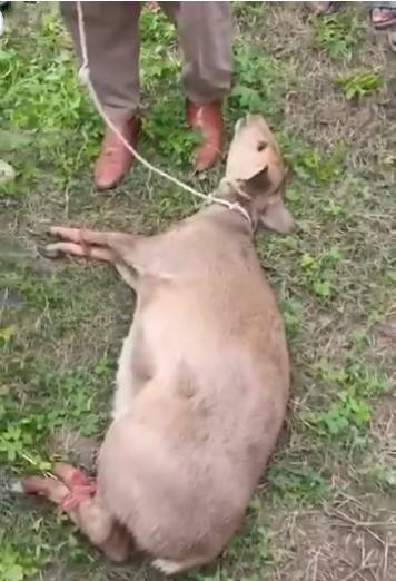 Rare Indian hog deer captured in Narowal’s border village