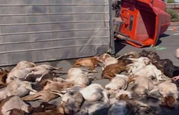 300 goats dead after trailer overturned in Nawabshah