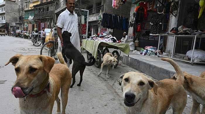 Dog bite incidents spike in Karachi, children worst hit