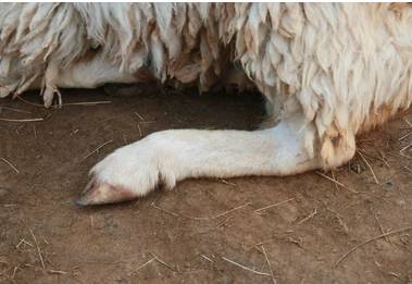 Police arrest landlord for cutting off sheep’s leg in Ghotki