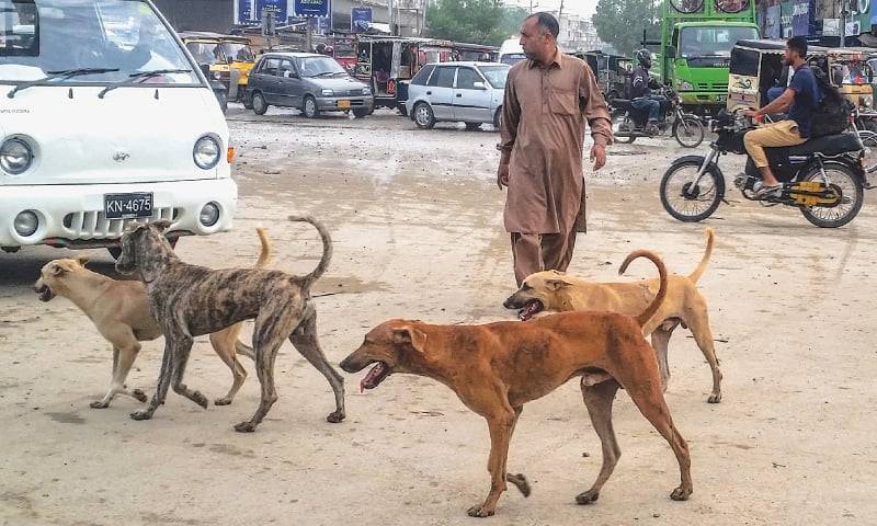 Toll rises to 858 as stray dogs attack 8 more people in Karachi