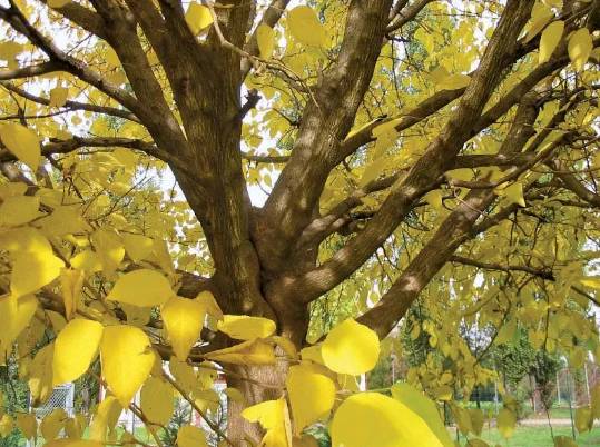 Over 29,000 trees cut in Islamabad to keep pollen allergy at bay