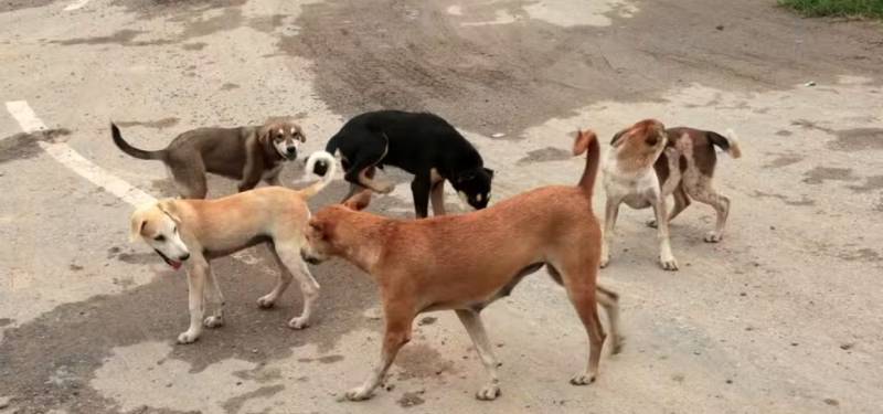 Dogbite cases in Karachi reach alarming stage 