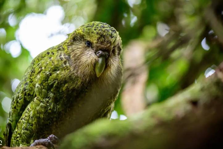 New Zealand's rare flightless parrot begins breeding again