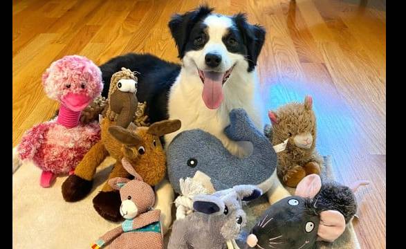 Rare genius dogs learn vocabulary by eavesdropping: study