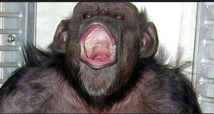 'Genius' chimpanzee Ai dies in Japan at 49