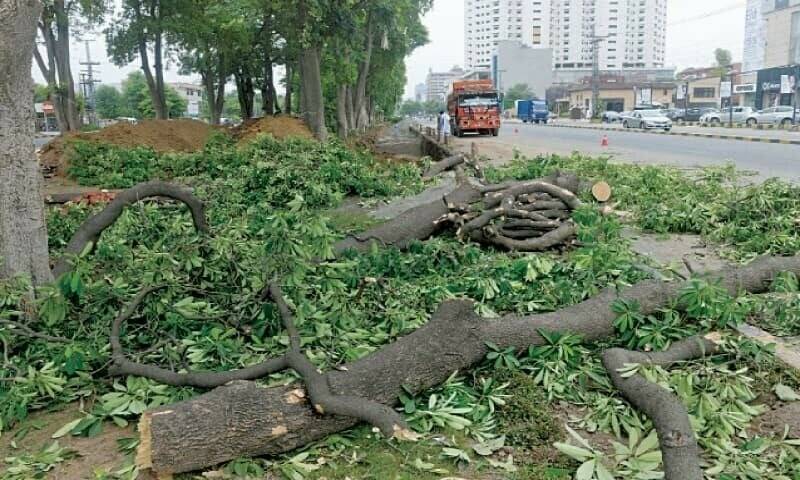 Punjab imposes immediate ban on tree felling and trimming in Lahore