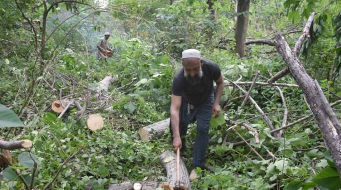 Senate body summons CDA chairman over tree cutting in Islamabad