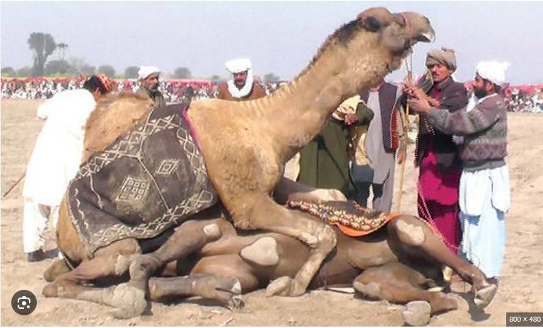 Camel fights continue in Rahimyar Khan despite ban
