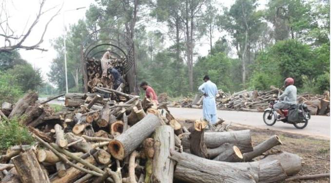Don’t cut trees until February 2, IHC tells CDA 