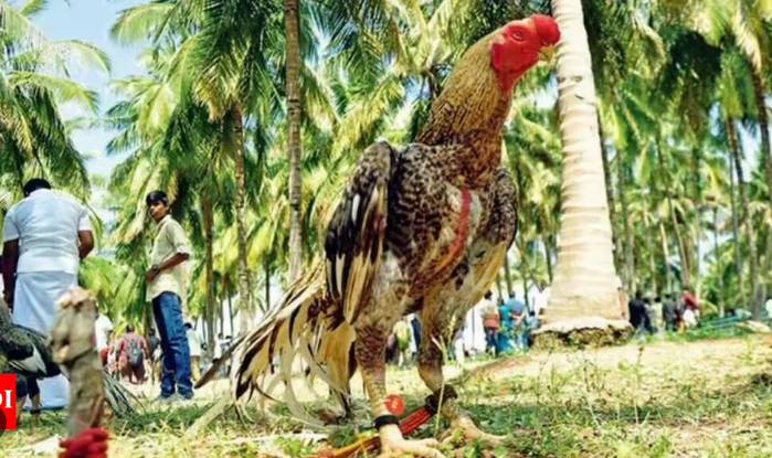 Rooster makes owner millionaire overnight in India 
