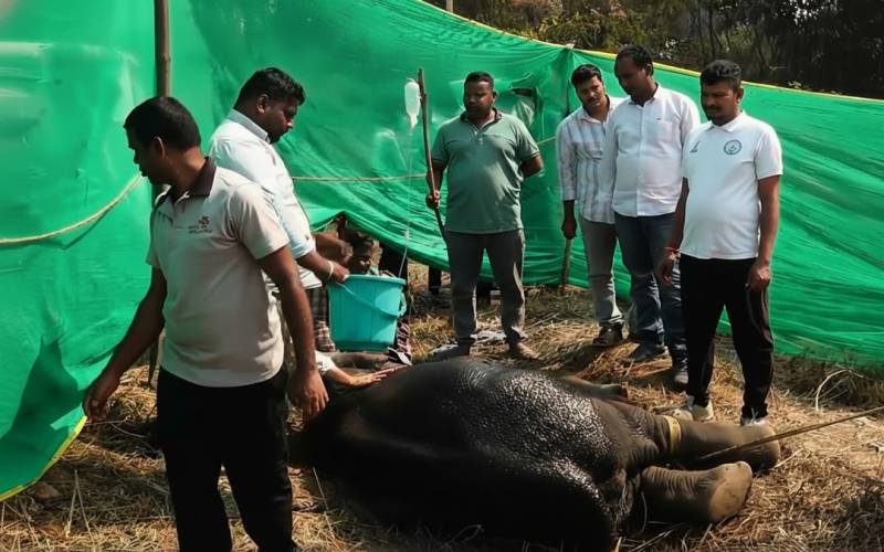 Elephant dies after ingesting explosives in India’s Odisha state