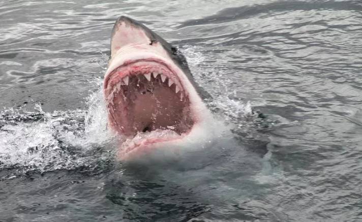 Boy 'fighting for life' after Sydney shark attack