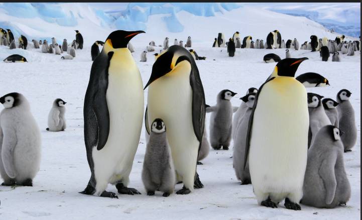 Penguins bring forward breeding season as Antarctica warms: study