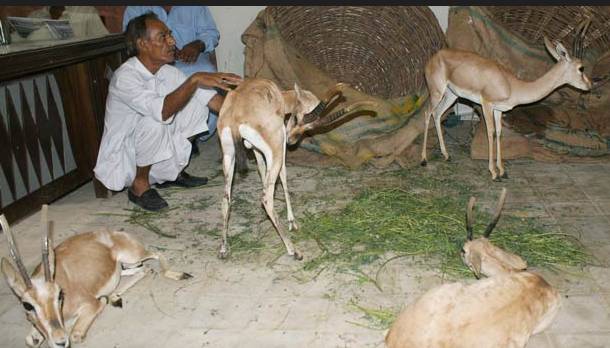 Two deer meat suppliers arrested red-handed in Lahore