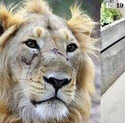 Minor girl injured in pet tiger attack in Lahore