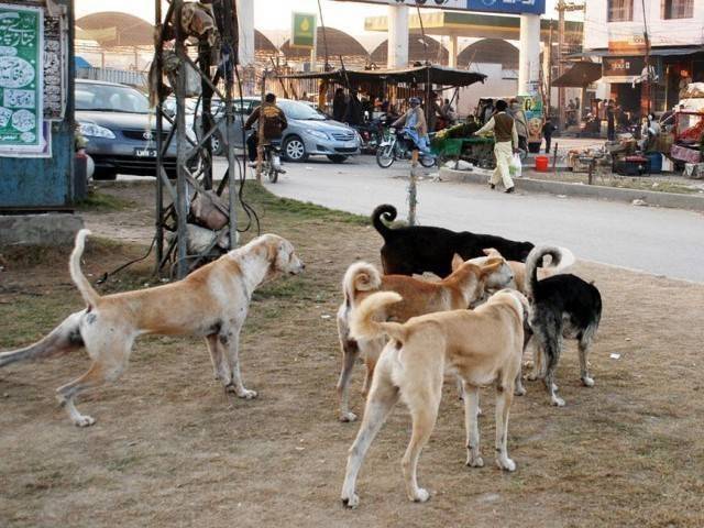 PMA calls for crackdown on stray dogs as rabies threat grows in Punjab