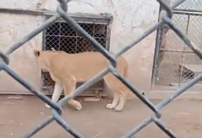 20 lions, tigers rescued from private owners on Lahore's Bedian Road