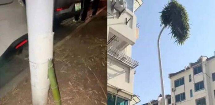 Bamboo plant sprouts from streetlight in China