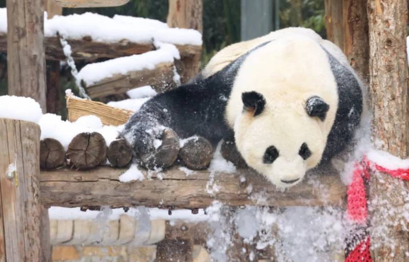 Fans bid farewell to Japan's only pandas