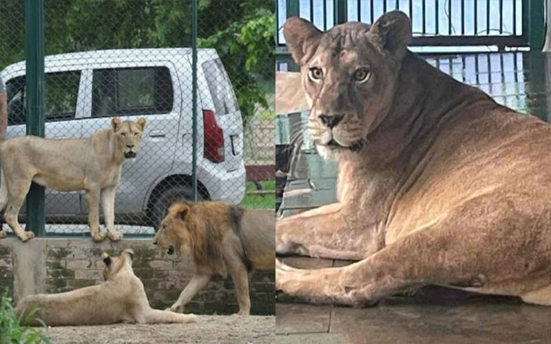 Lion attacks wildlife team in Faisalabad, one official injured
