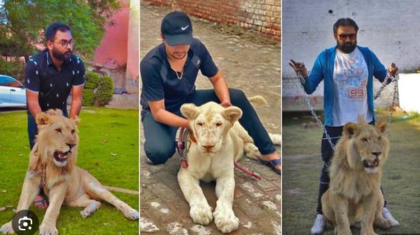 Govt imposes ban on private keeping of pet lions in Punjab
