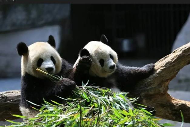 Japan's beloved last pandas leave for China as ties fray