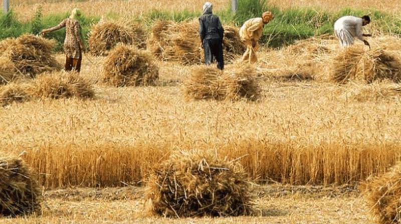 ECC approves sale of 500,000 tons of wheat, Rs29.66b grant for vaccines