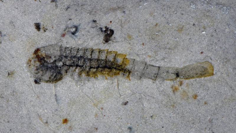 'Extraordinary' trove of ancient species found in China quarry