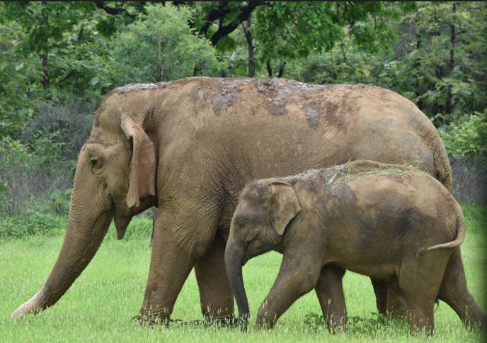 Thailand uses contraceptive vaccine to limit wild elephant births