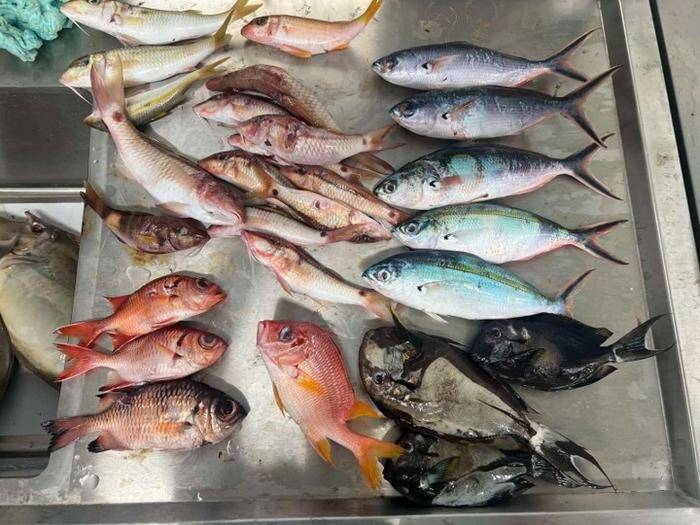 Microplastics in one-third of surveyed Pacific Island fish
