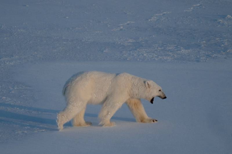 Polar bears bulk up despite melting Norwegian Arctic: study