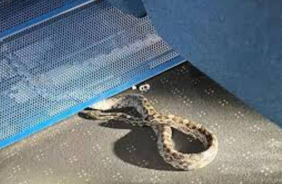 Passengers flee snake at Australian train station