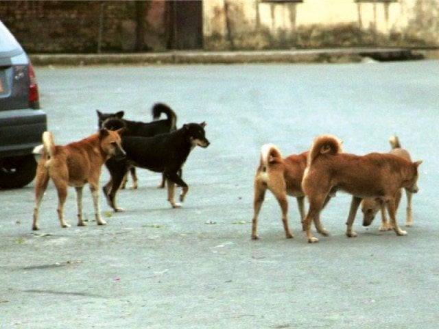 Karachi grapples with stray dog crisis as two die from rabies