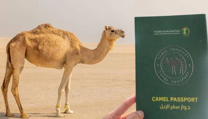 Saudi Arabia introduces camel passports to regulate sector