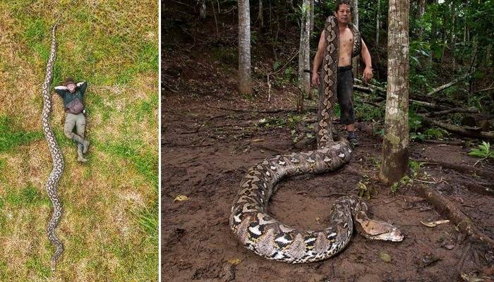 World’s longest wild Python discovered in Indonesia