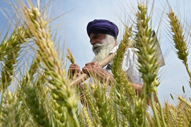 What's at stake for Indian agriculture in Trump's trade deal?
