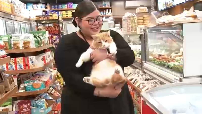 New York seeks rights for beloved but illegal 'bodega cats'