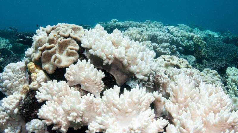 Three-year heatwave bleached half the planet's coral reefs: study