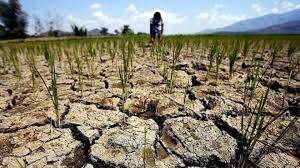 Water shortage threatens wheat crop in southern Punjab