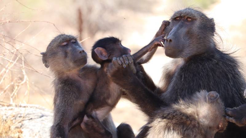 Baboon siblings get jealous just like human kids: scientists