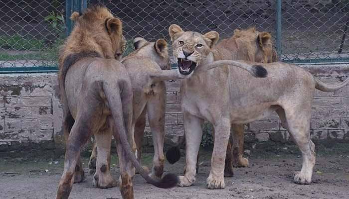 Nine crippled lions euthanized in Punjab Zoos 
